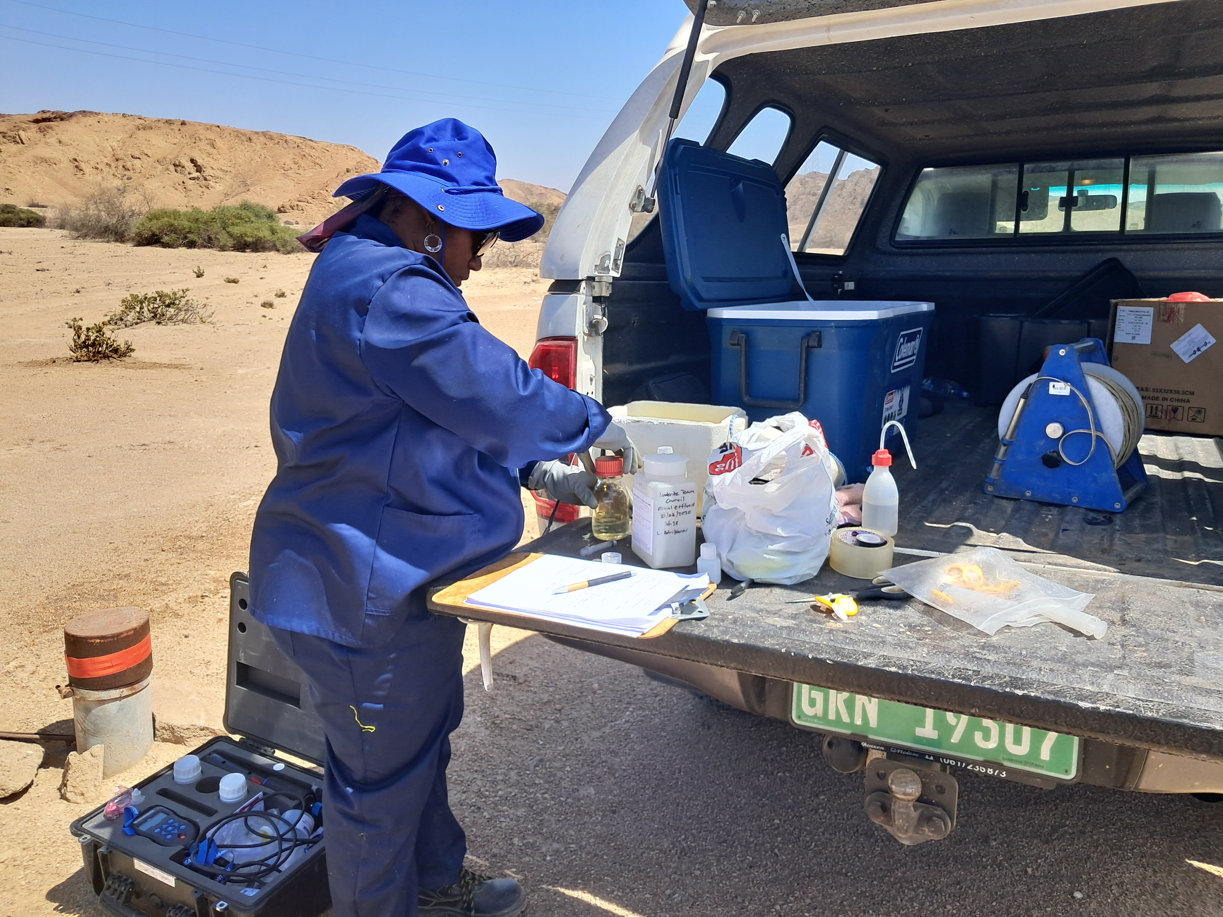 Laurica Afrikaner in the field