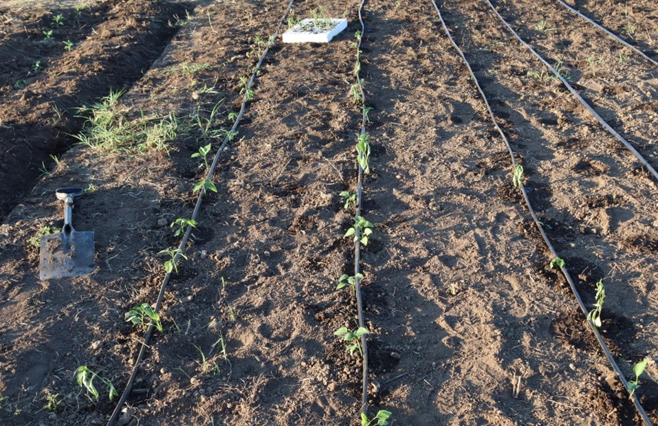 Crops