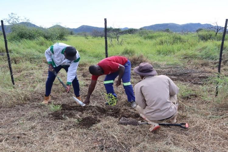 Planting