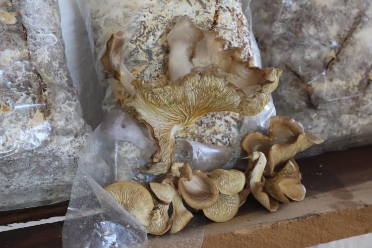 Mushrooms