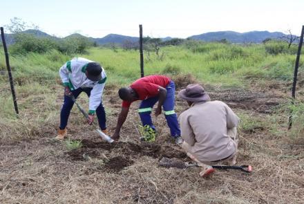 Planting